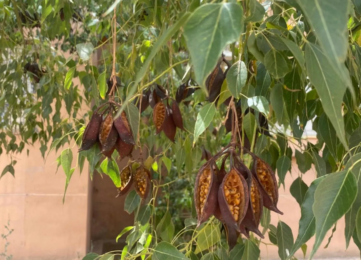 Basatine Targa Apartment Marrakesh